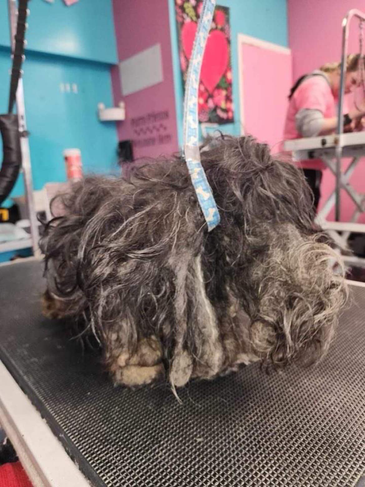 matted dog on the grooming table