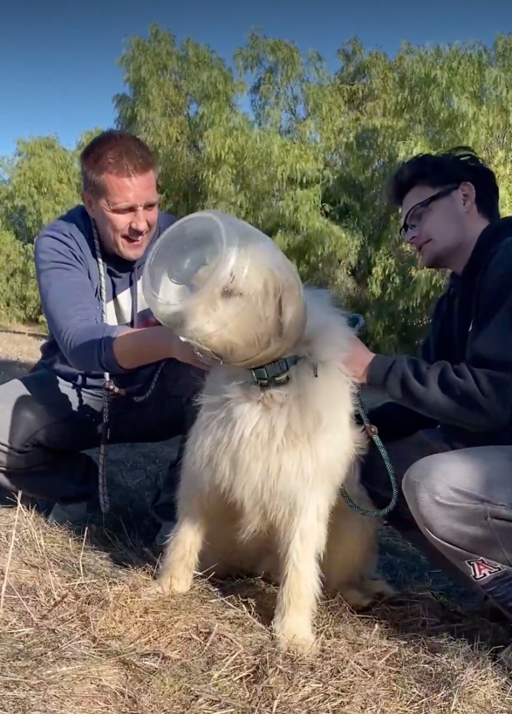 men rescuing dog's head