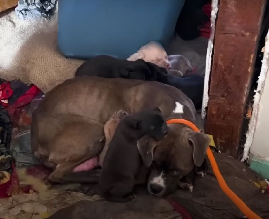 mom dog and puppies lying
