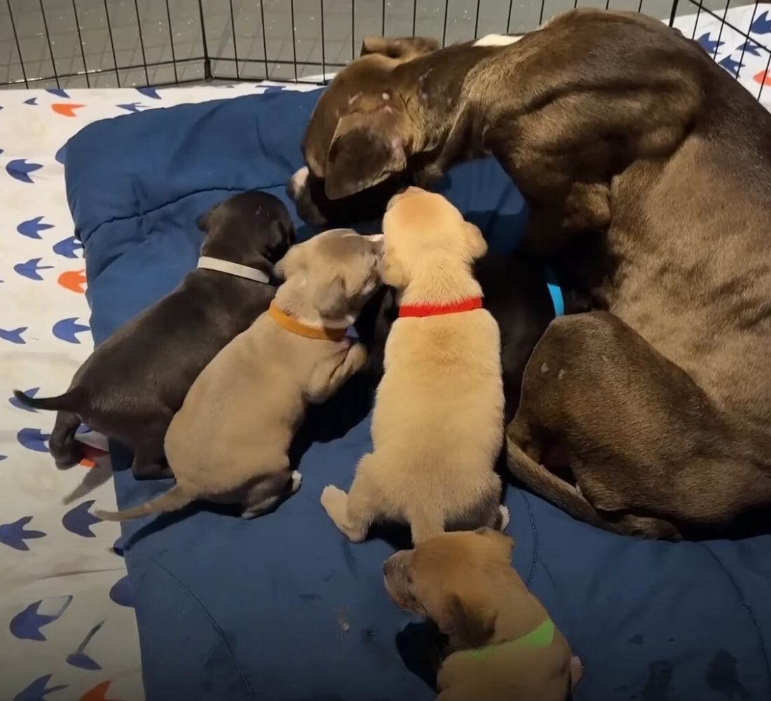mom dog and puppies on a blue blanket