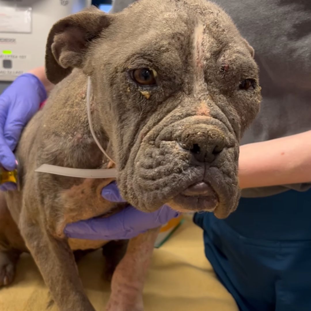 neglected dog at vets