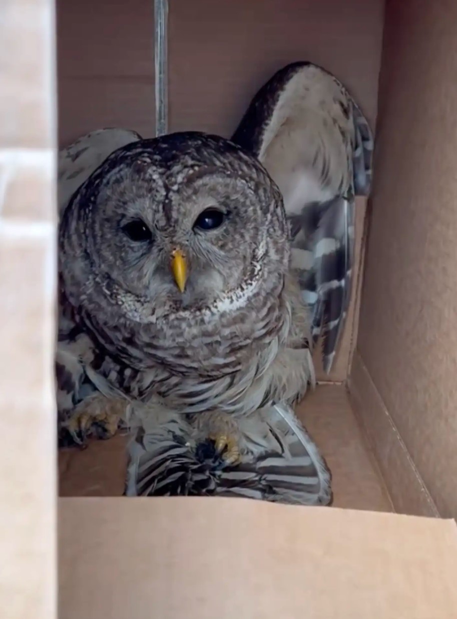 owl in a box