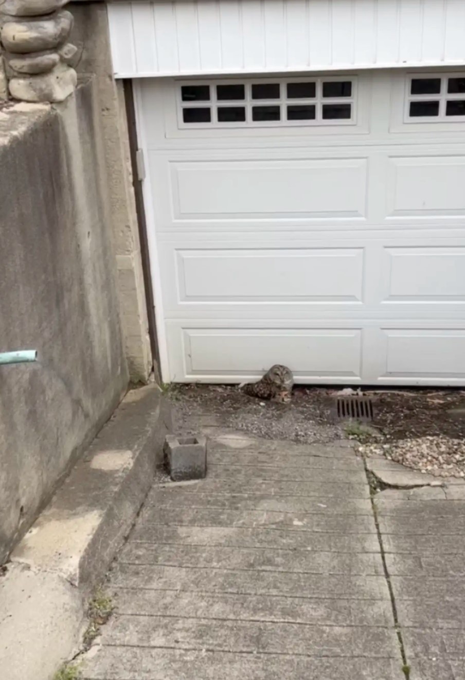 owl laying near garage door