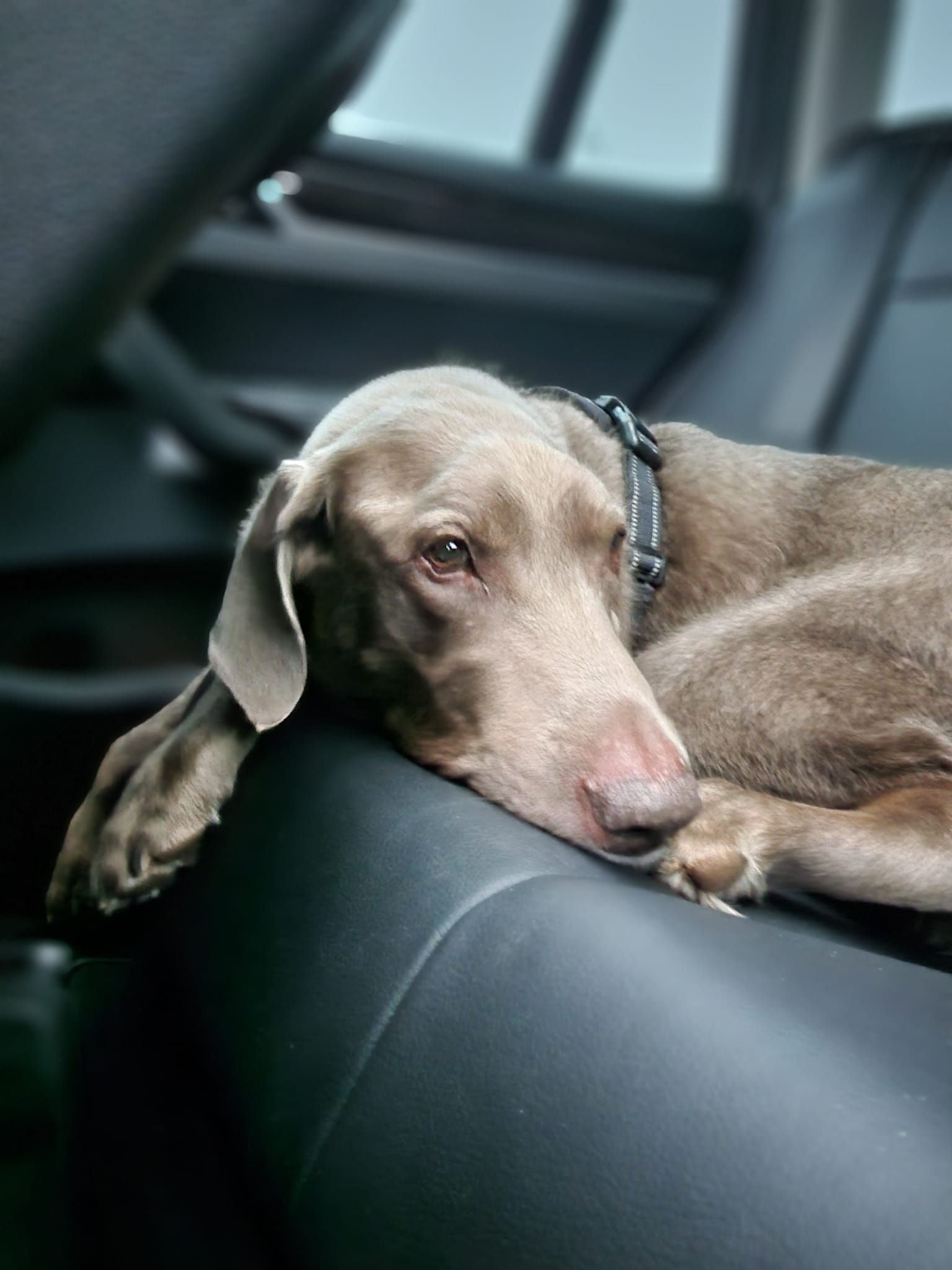 paralyzed dog in a car