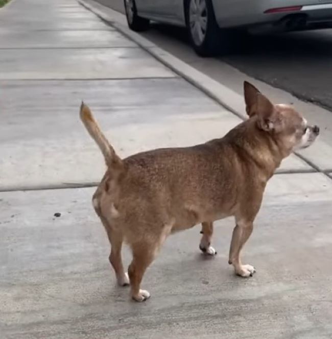 photo of chihuahua on a sidewalk