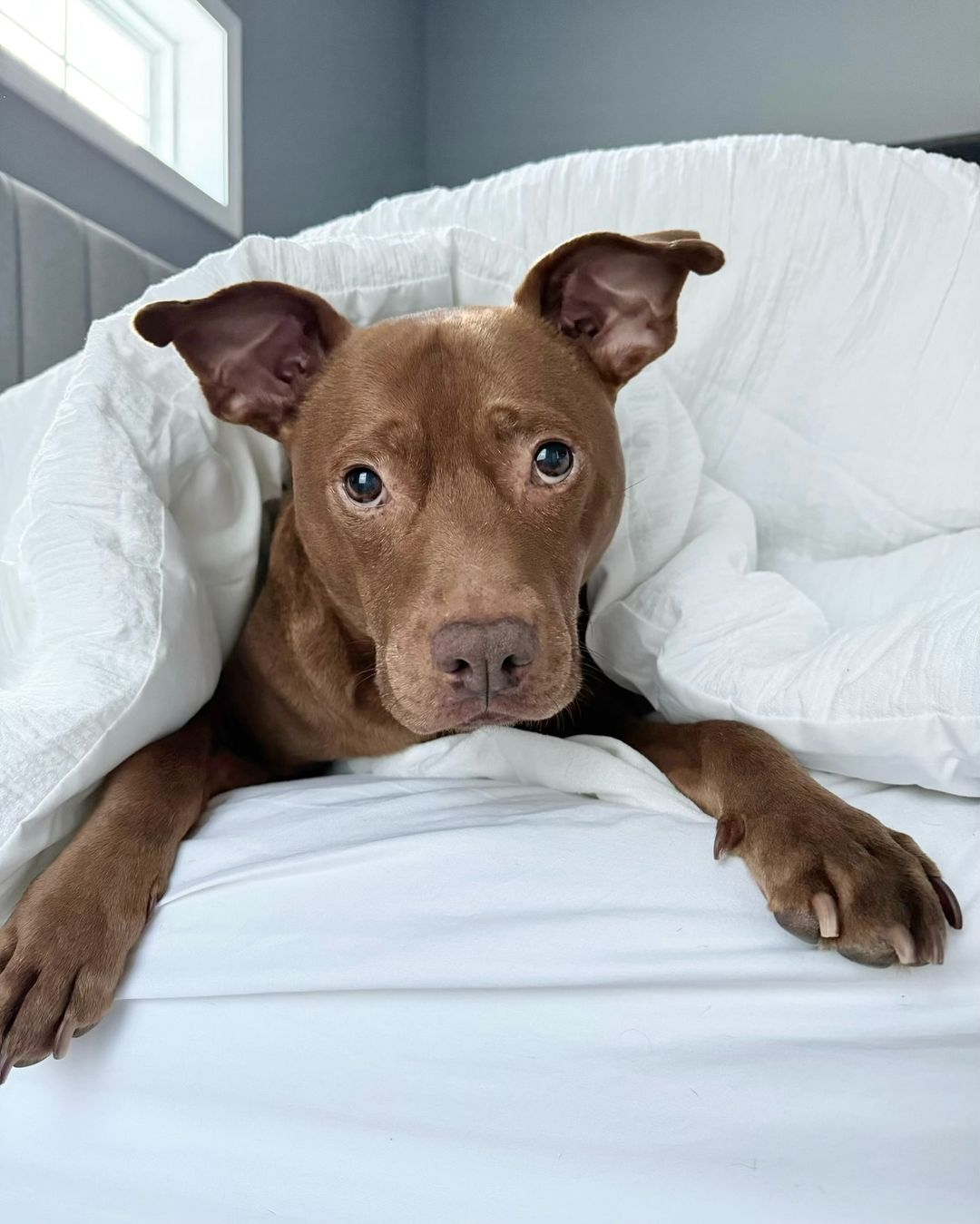 photo of dog in bed