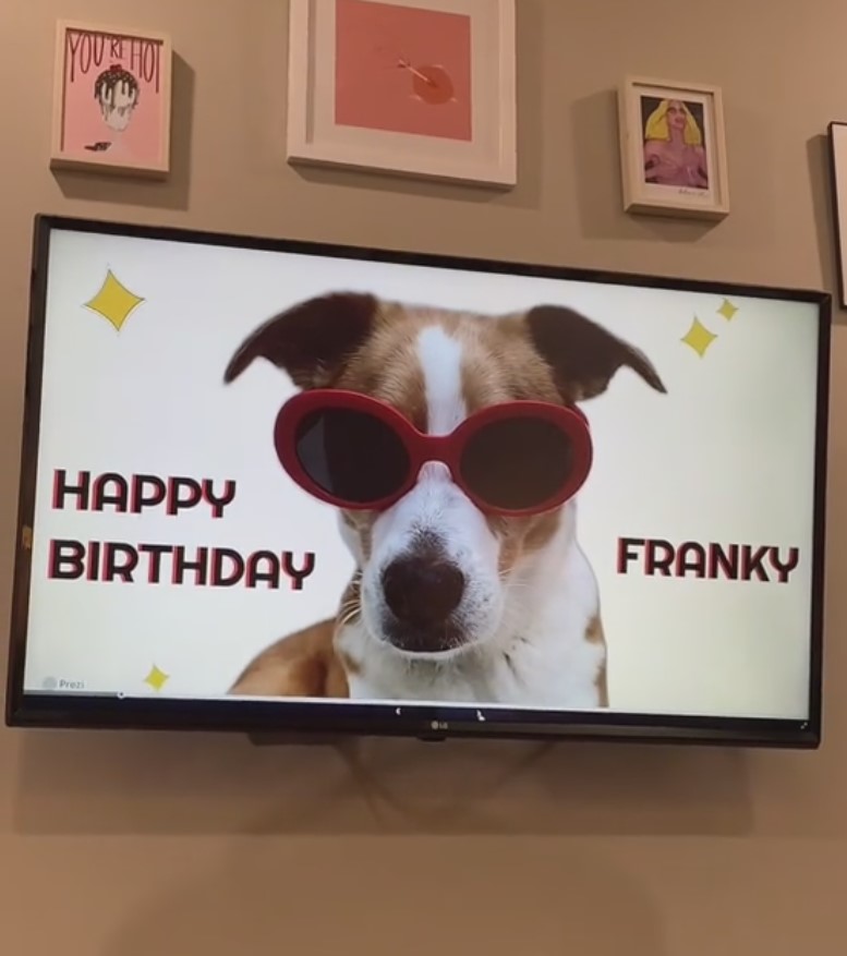 photo of dog on tv