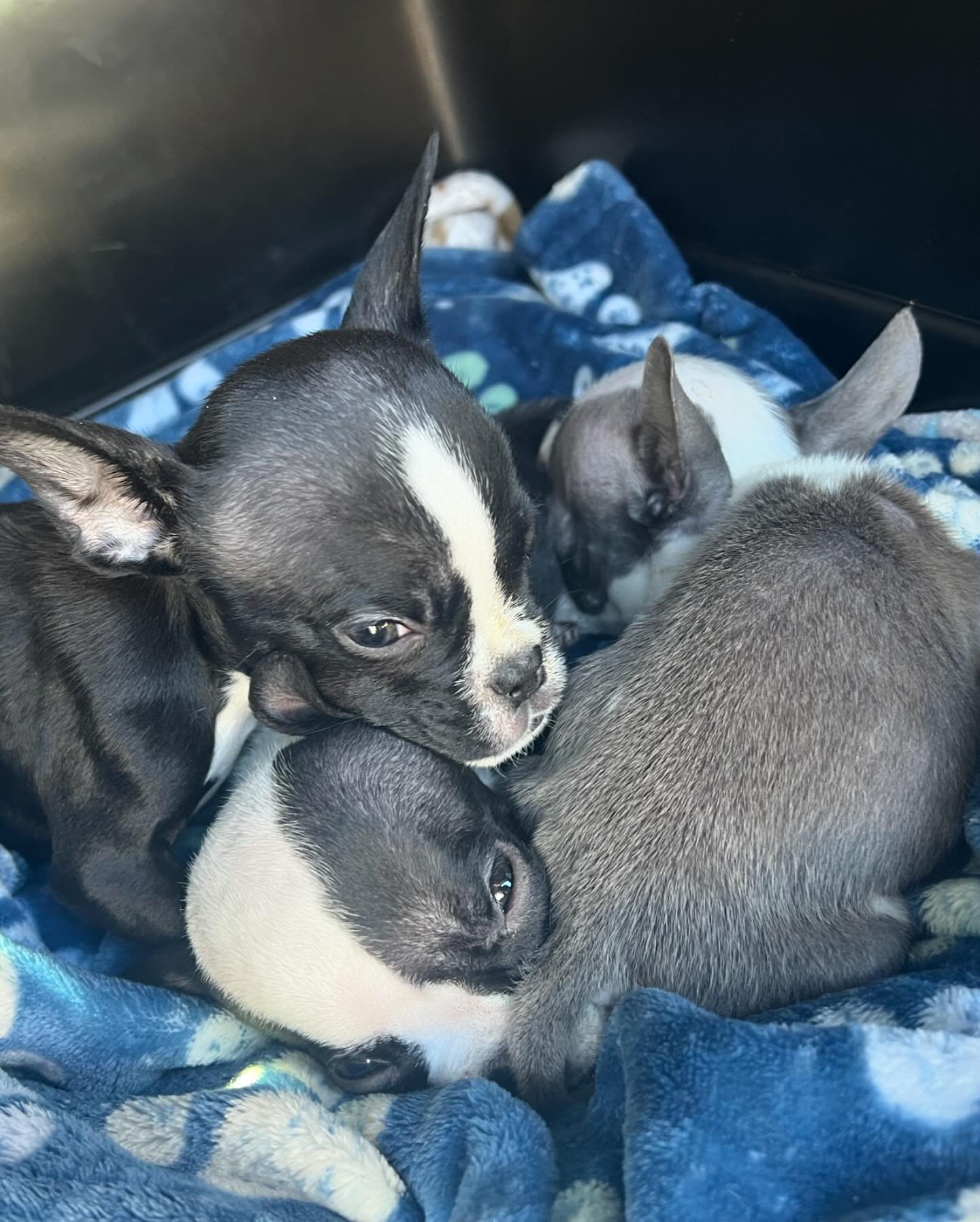 photo of rescued puppies