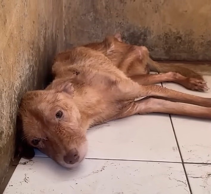 photo of starving dog
