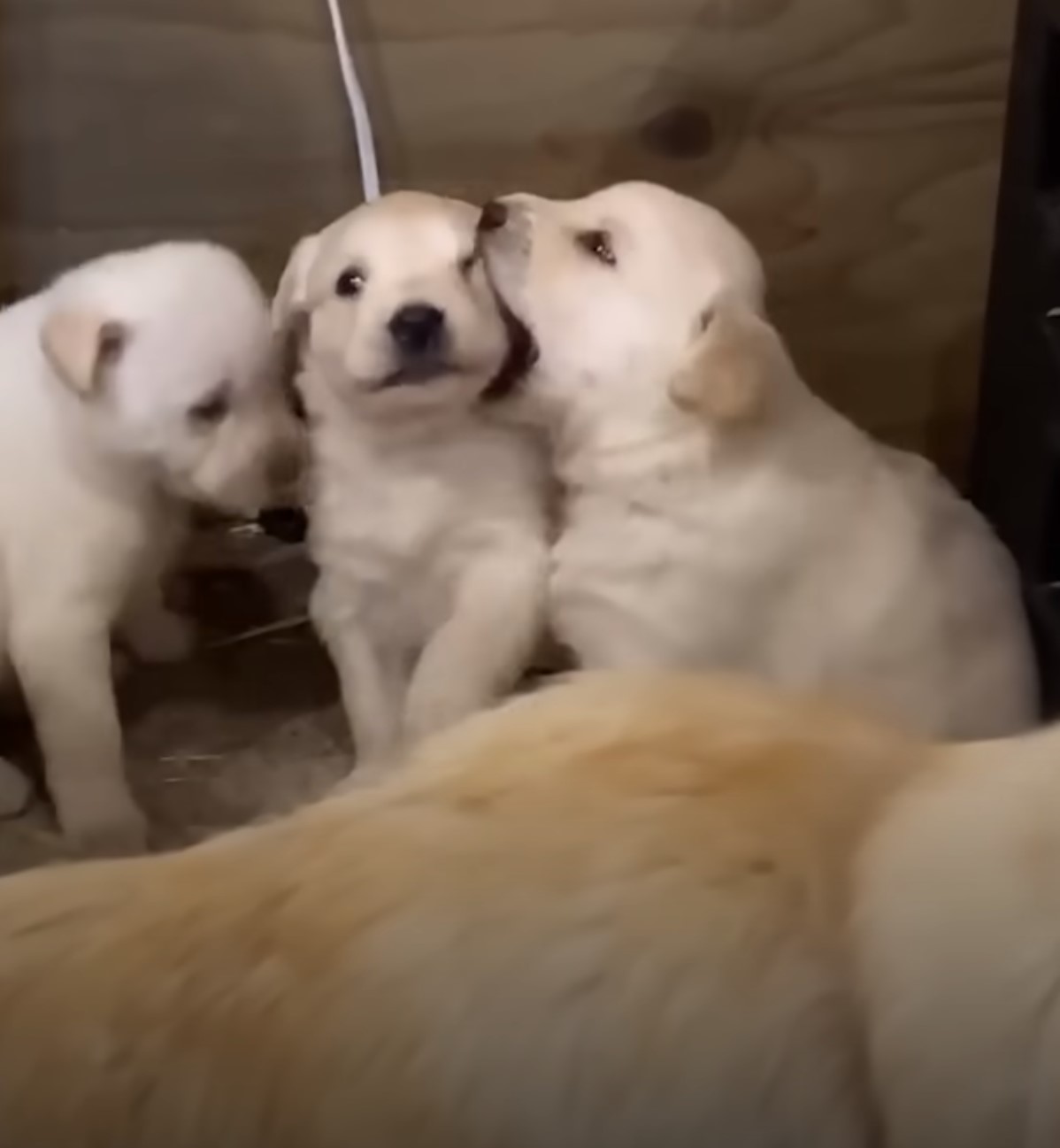 photo of three puppies