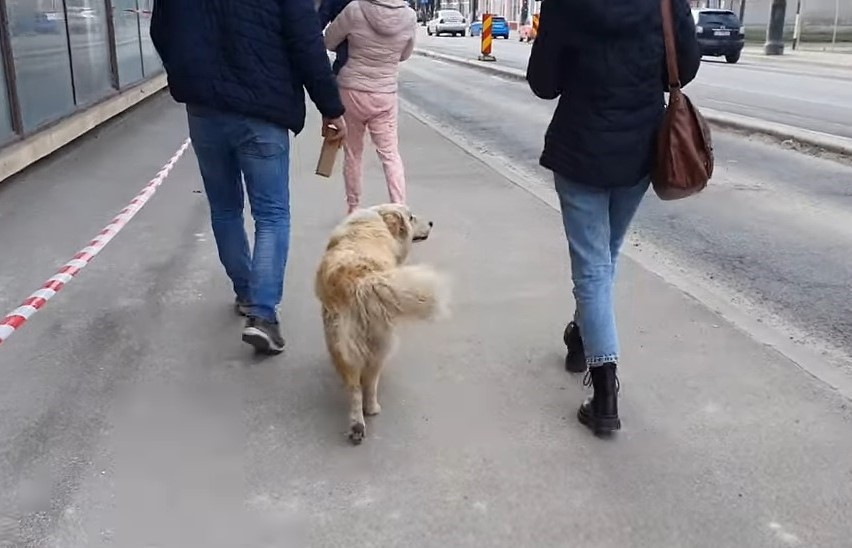 pup following the people