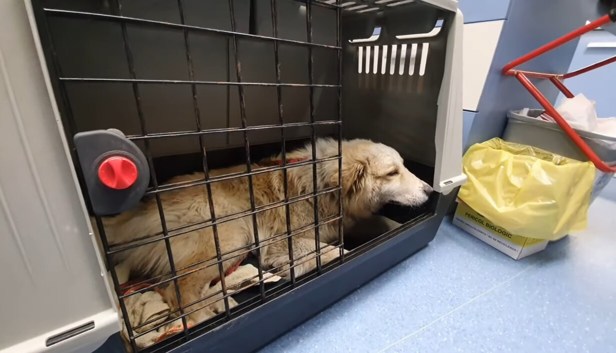 pup in a kennel