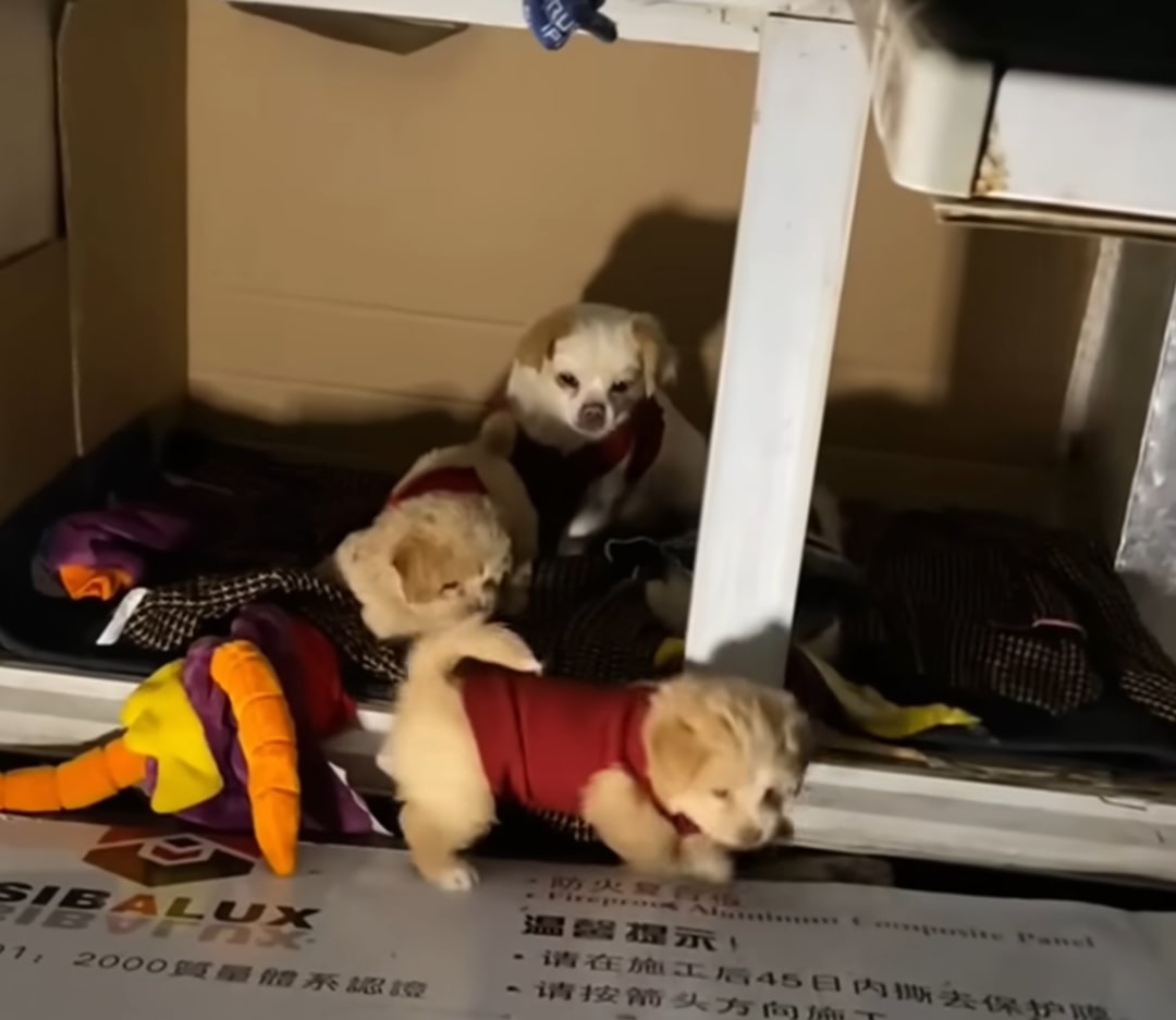 puppies and dog with clothes on