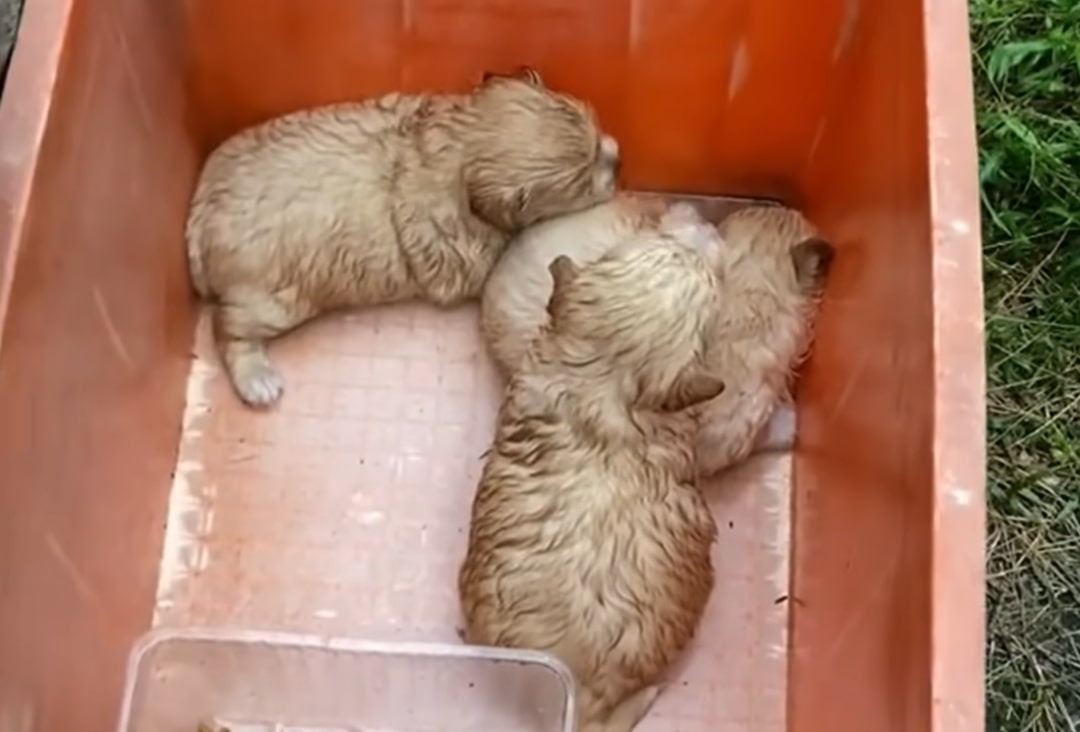 puppies in bucket