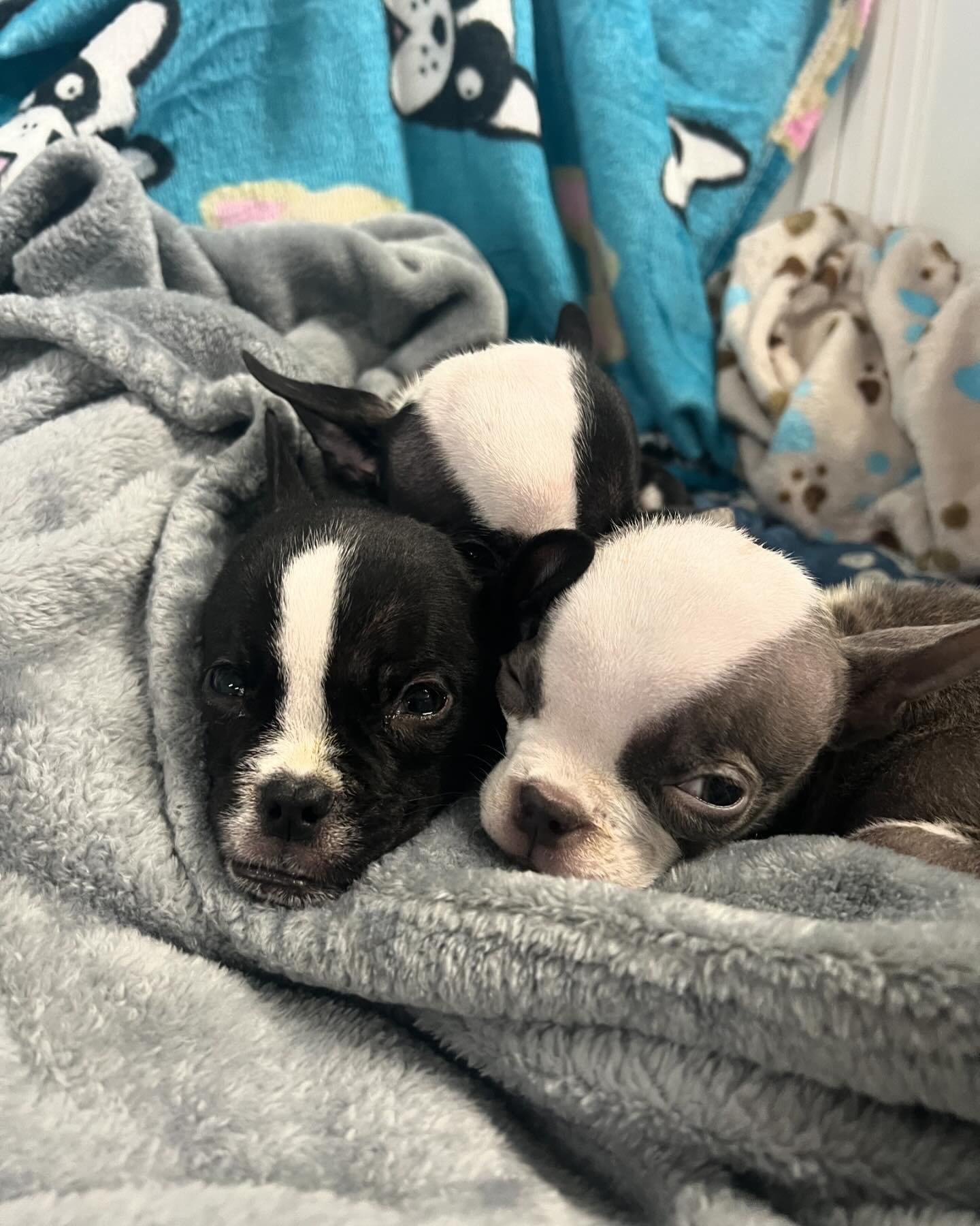 puppies lying on a gray blanket