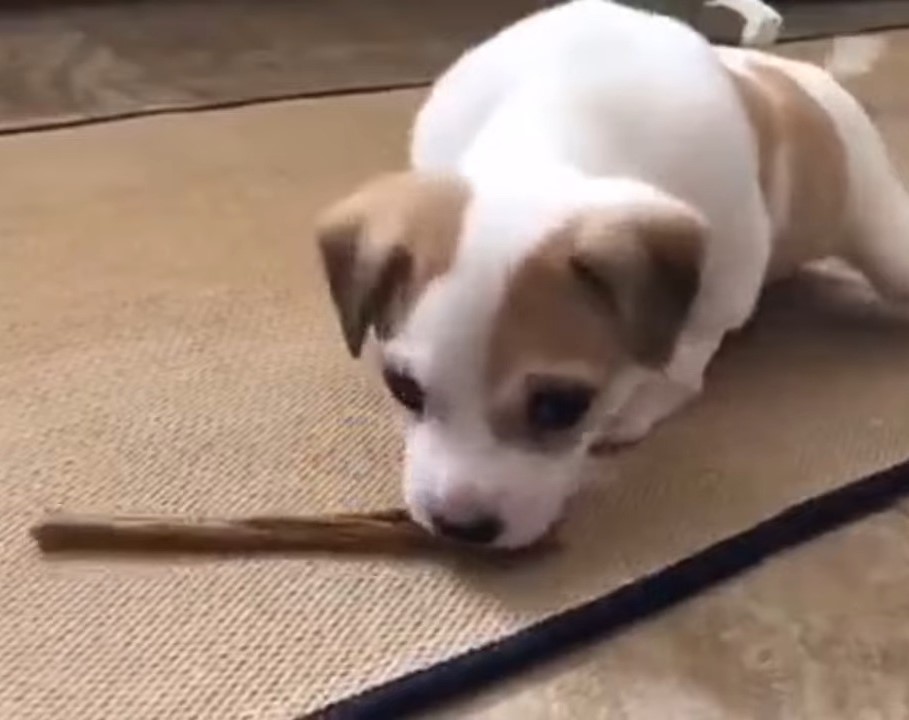 "cachorro