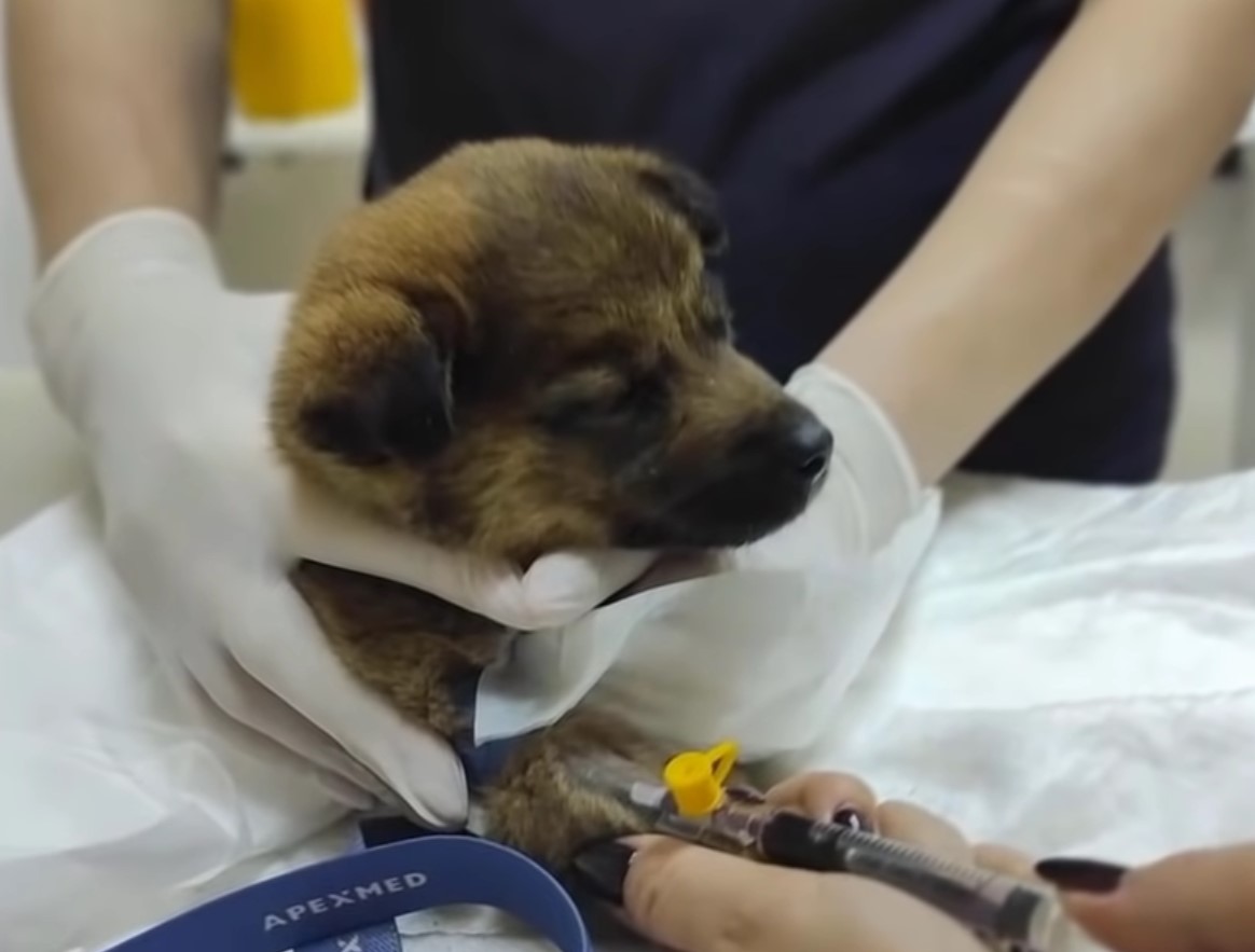 puppy at vet