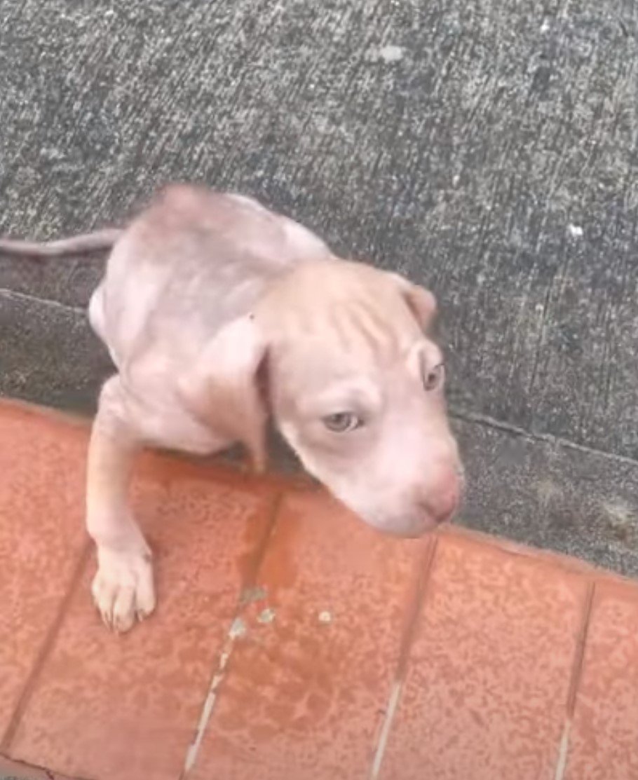 puppy begging for help