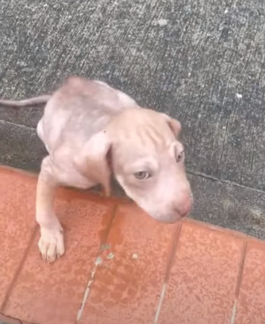 puppy begging for help