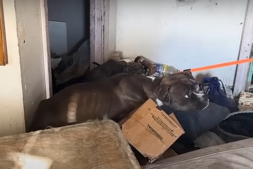 puppy climbing on things