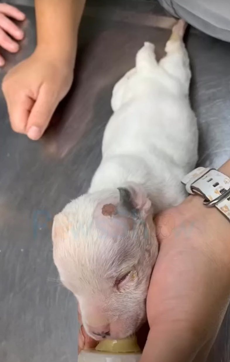 puppy eats from hand