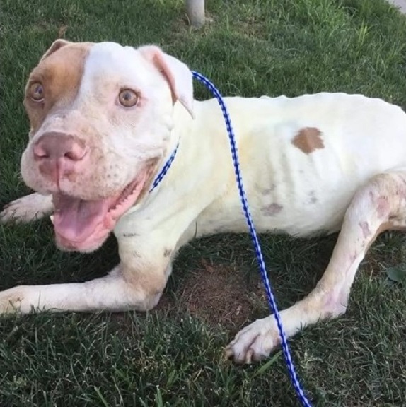 puppy laying on green grass