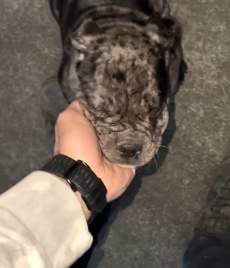 puppy leaning on a hand