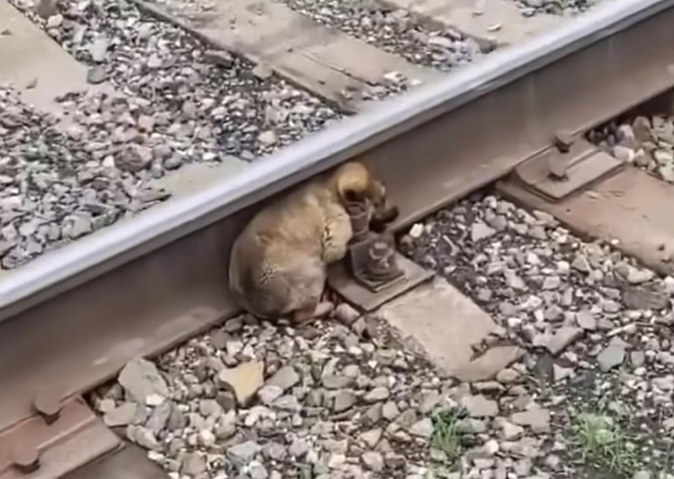 puppy on a railway