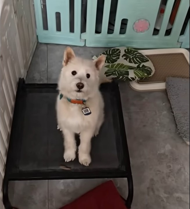 puppy sitting on a bench