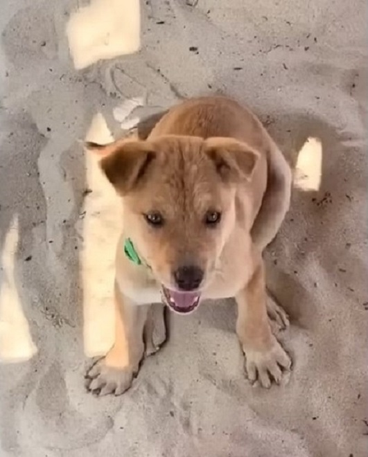 puppy sitting on the floor