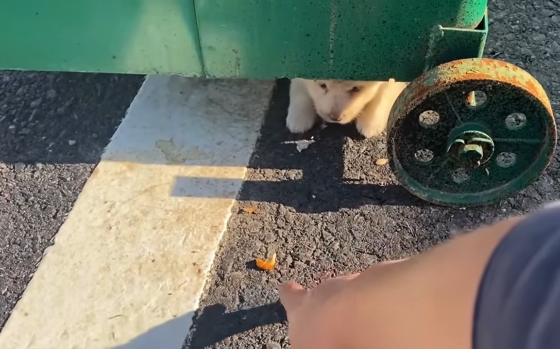 puppy under dumpster