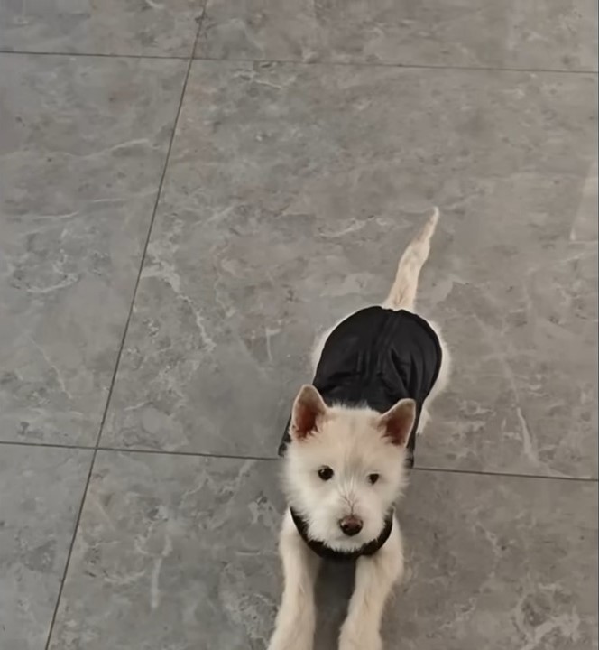 puppy wearing black shirt