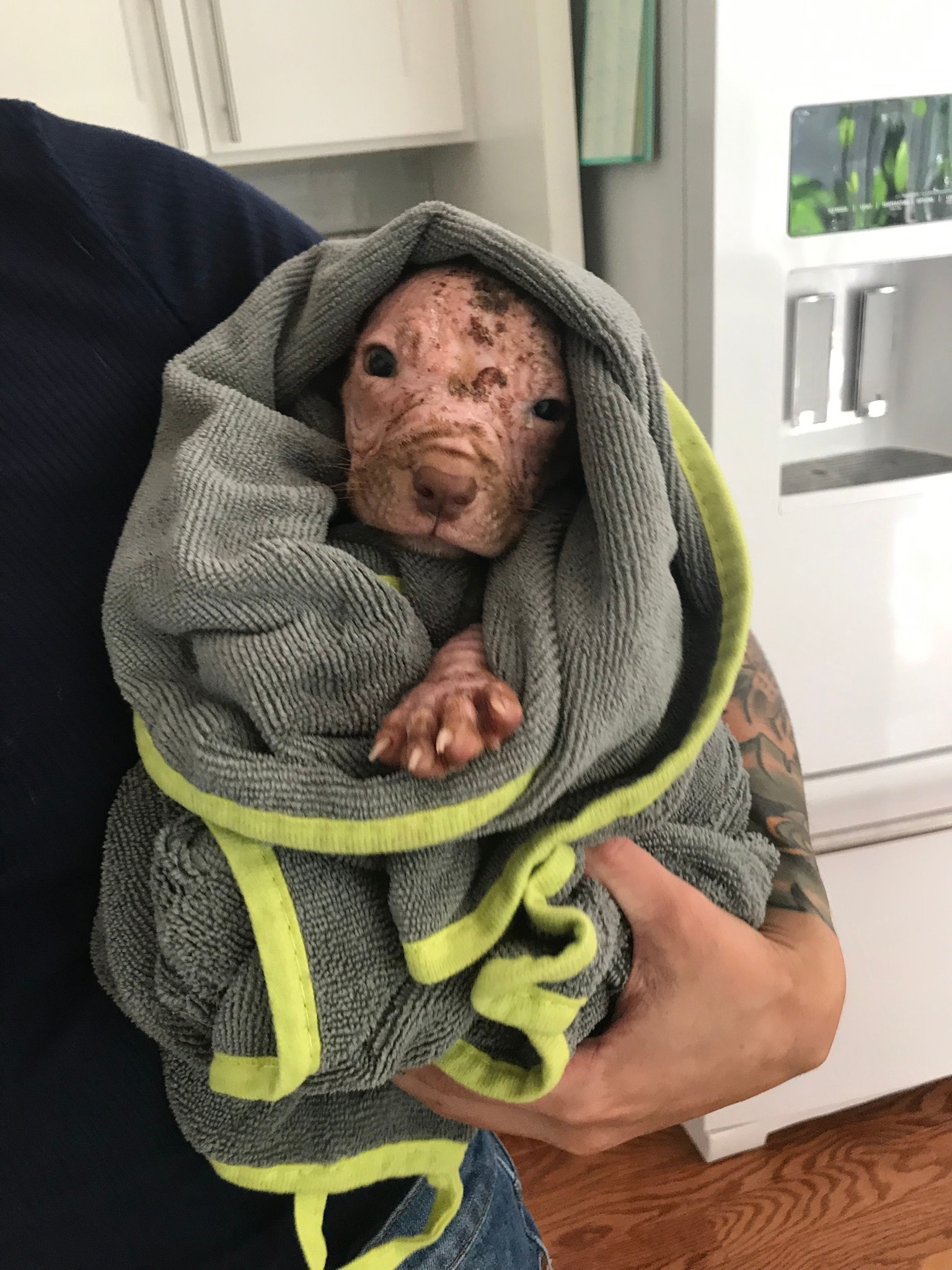 puppy with skin problems
