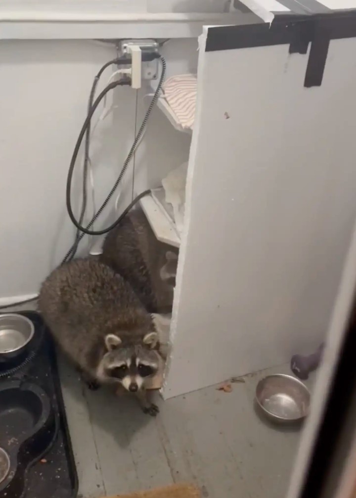 raccoon in house