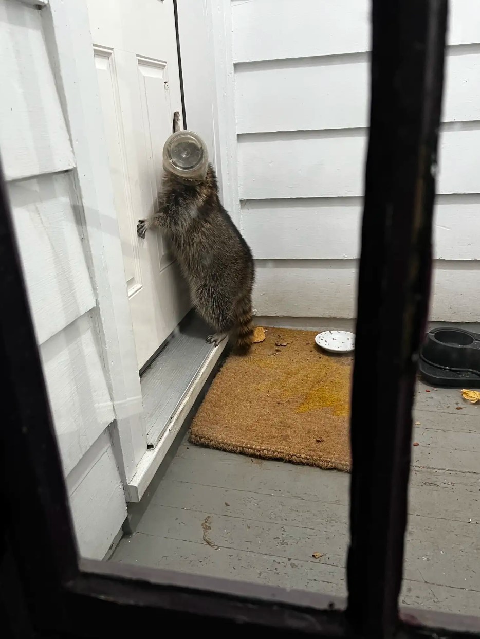 raccoon opening the door
