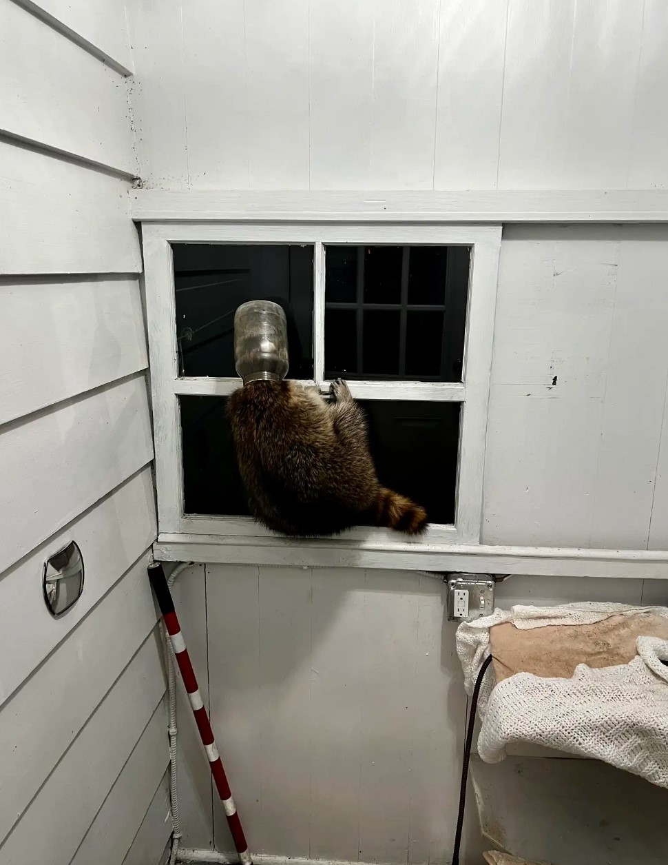 raccoon with jar on its head