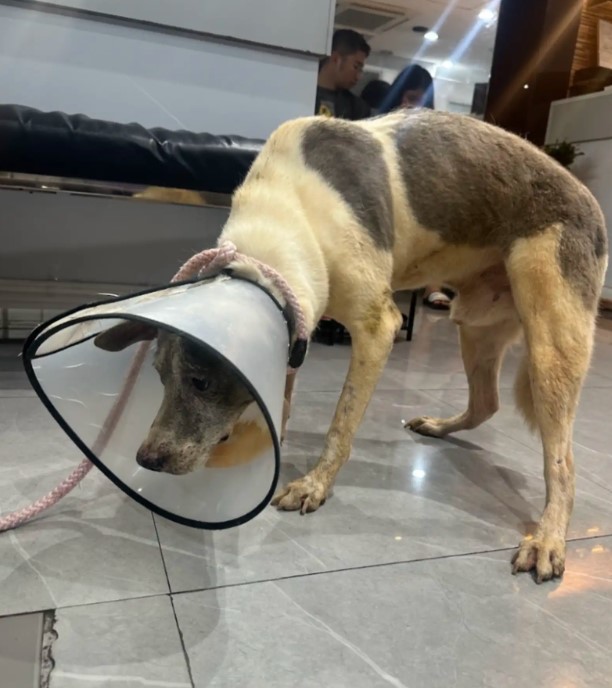 rescue dog wearing a cone
