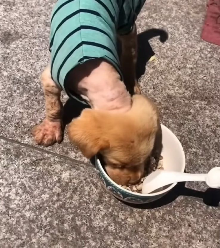 rescued dog eating