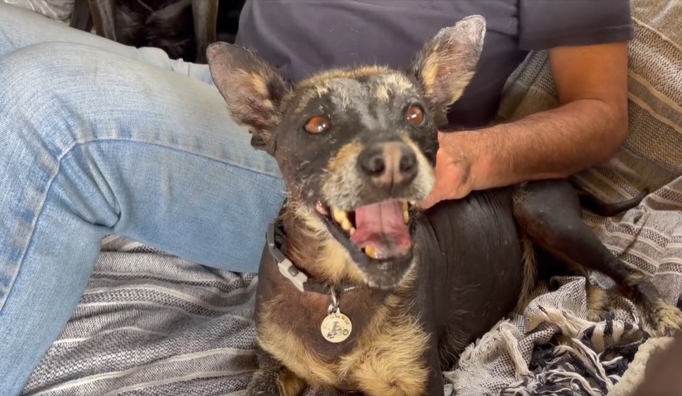 rescued dog on couch