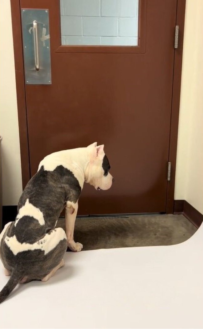 sad dog behind the doors