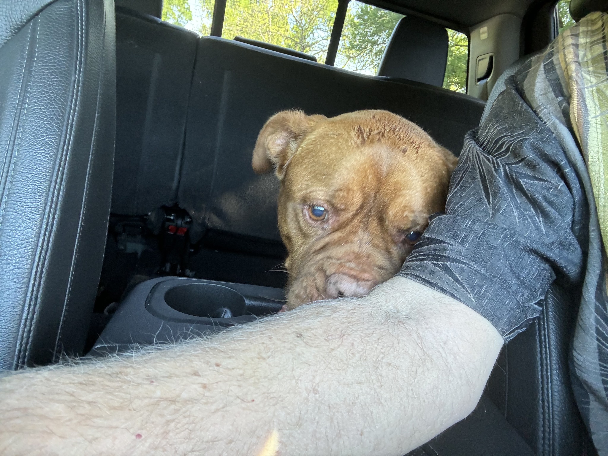 sad dog in a car with a man