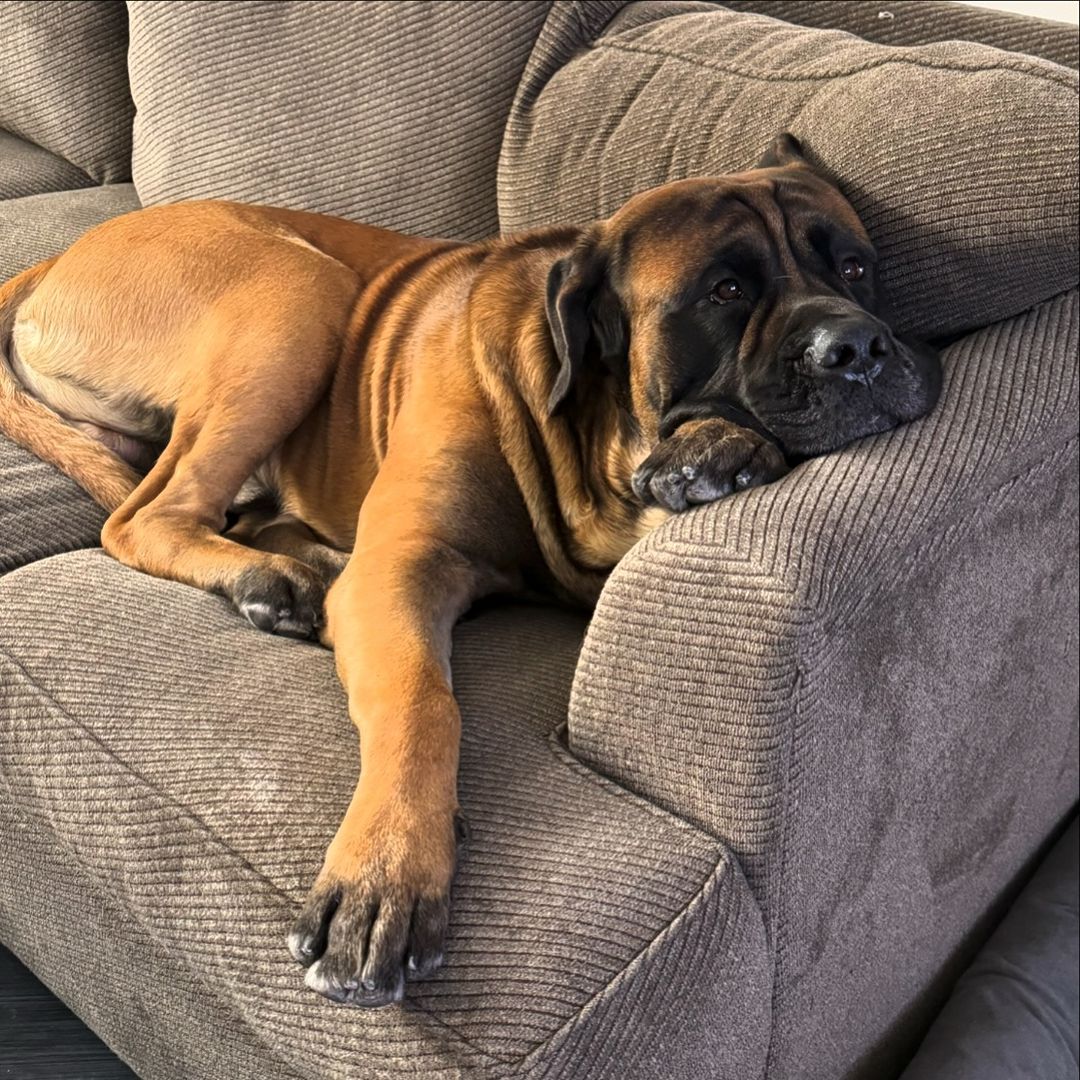 sad dog lying on couch