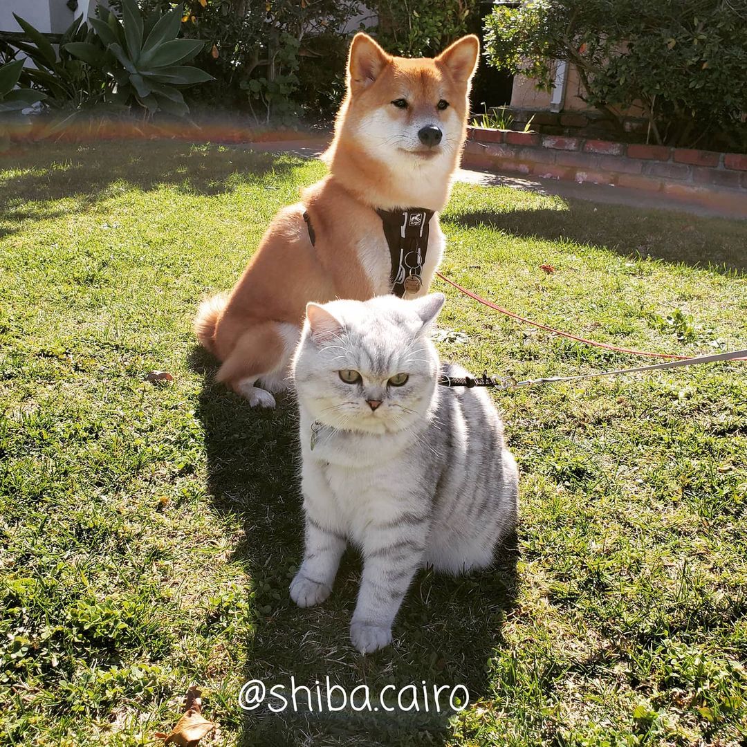 shiba inu with cat