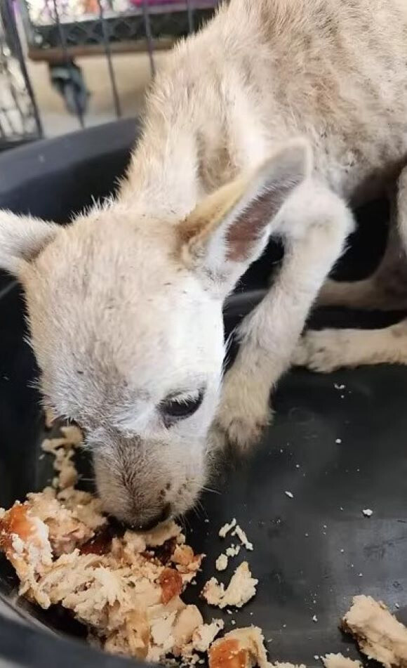 skinny dog eating