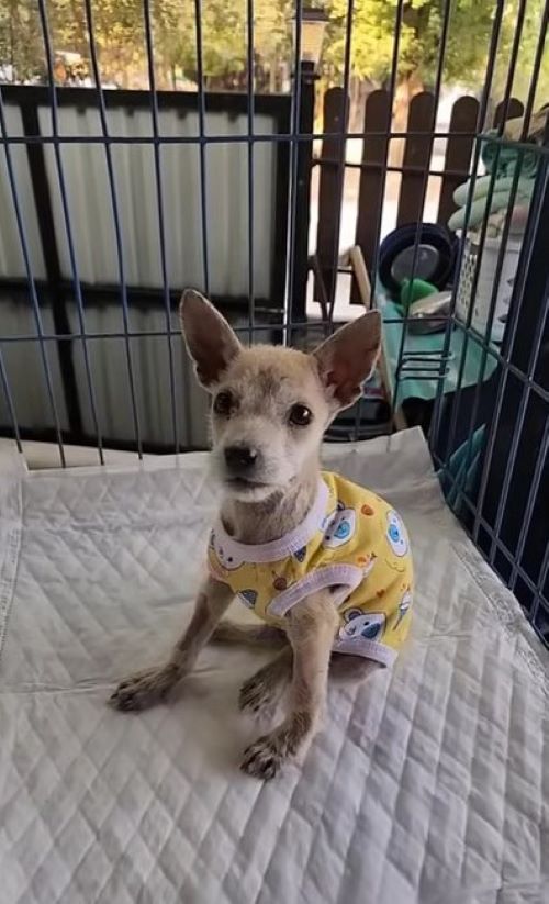 skinny dog with cute clothes