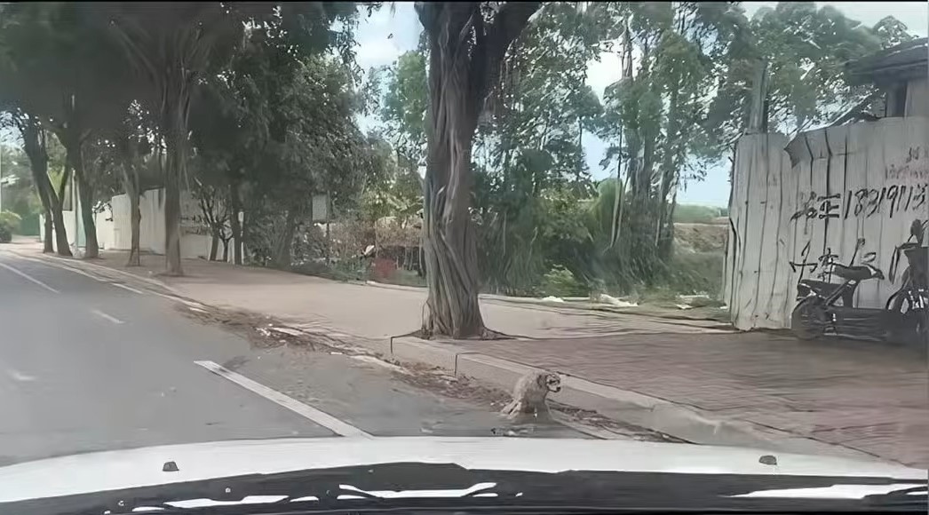 stray disabled dog on the street