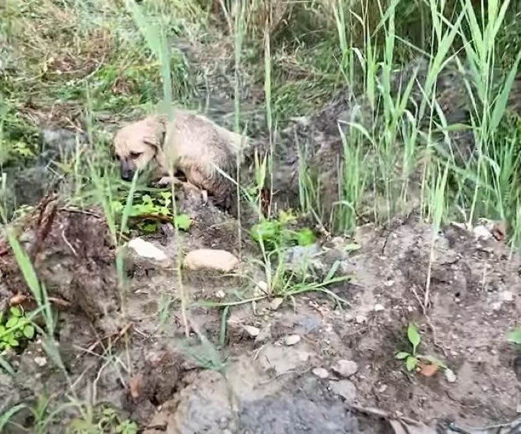 stray dog laying on the grass