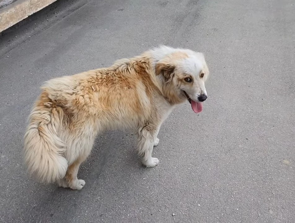 stray pup on the sidewalk