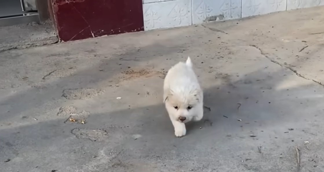 sweet white stray puppy
