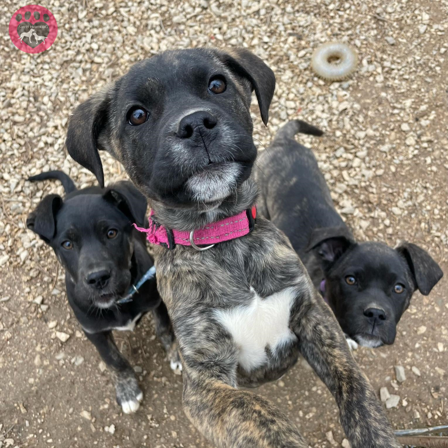 three black puppies standing outside